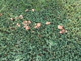 Gymnopus luxurians image