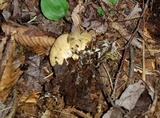 Pseudoboletus parasiticus image
