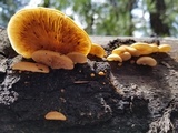 Crepidotus mollis image