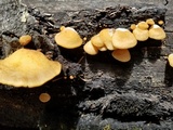 Crepidotus mollis image