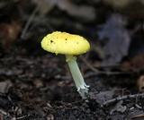 Amanita elongata image