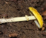 Amanita elongata image