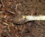 Amanita elongata image