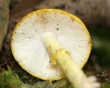 Amanita elongata image