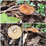 Gyroporus castaneus image
