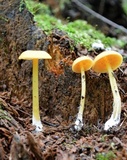 Entoloma unicolor image