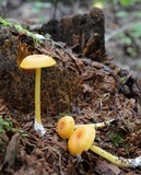 Entoloma unicolor image