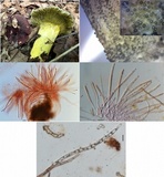 Hypomyces luteovirens image