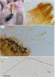 Cordyceps militaris image