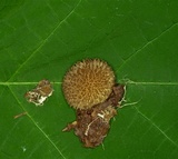 Lycoperdon echinatum image