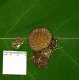 Lycoperdon echinatum image