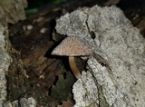 Cystoagaricus hirtosquamulosus image