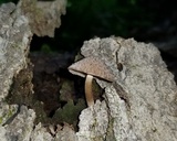 Cystoagaricus hirtosquamulosus image