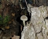 Cystoagaricus hirtosquamulosus image