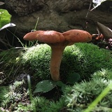 Lactarius peckii image