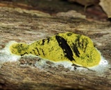 Fuligo septica image
