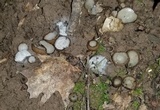 Hypomyces stephanomatis image