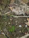 Hypomyces stephanomatis image