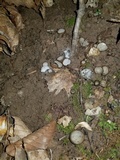 Hypomyces stephanomatis image
