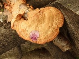 Hapalopilus rutilans image