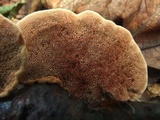 Hapalopilus rutilans image