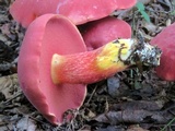 Boletus carminiporus image