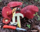 Boletus carminiporus image