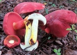Boletus carminiporus image