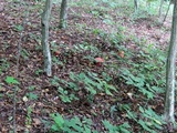 Boletus carminiporus image