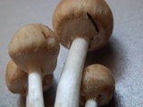 Candolleomyces sichuanicus image