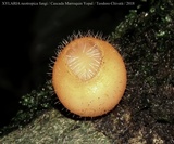 Cookeina tricholoma image