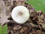Agaricus placomyces image