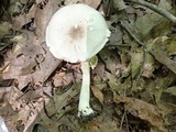 Agaricus placomyces image