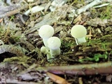 Boletus pallidus image