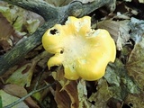 Cantharellus phasmatis image