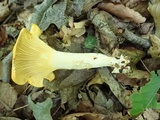 Cantharellus phasmatis image