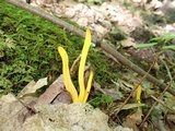 Clavulinopsis fusiformis image