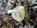 Clitopilus prunulus image