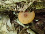 Entoloma formosum image