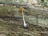 Entoloma formosum image