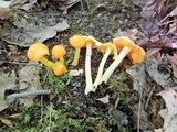 Humidicutis marginata image
