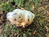 Hydnellum caeruleum image