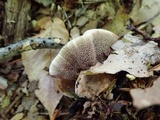 Hydnellum spongiosipes image