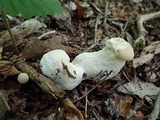 Hypomyces chlorinigenus image