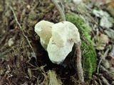Hypomyces chlorinigenus image