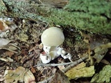 Hypomyces chlorinigenus image