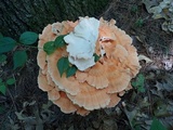 Laetiporus cincinnatus image