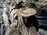 Paxillus involutus image