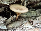 Paxillus involutus image