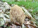 Ramaria stricta image